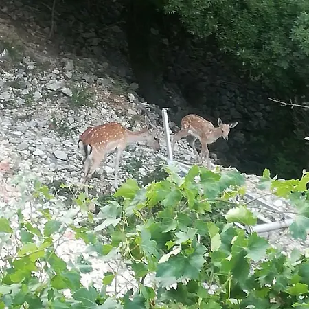 Legac * Starigrad (Kvarner)