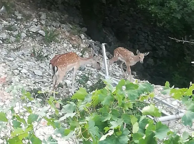 Legac * Starigrad (Kvarner)
