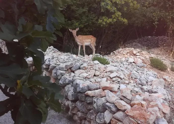 Apartman Legac Starigrad (Kvarner)